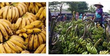 Indonesia bananas