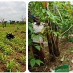 Central African Republic Agriculture, Fishing and Forestry