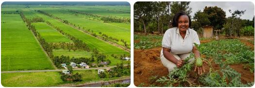 Guyana Agriculture
