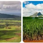 Mauritius Agriculture, Fishing and Forestry