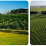Uruguay Agriculture, Fishing and Forestry